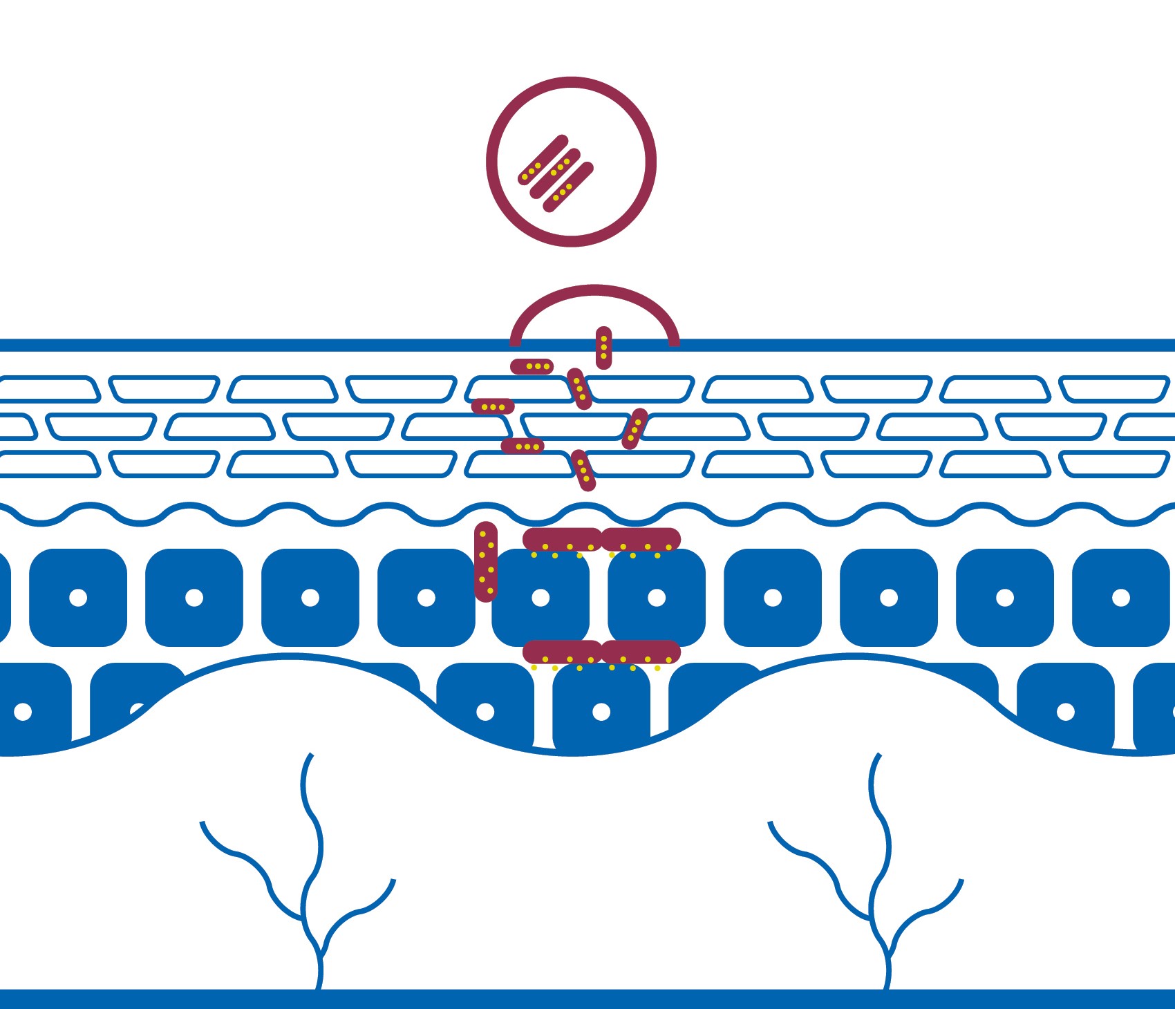 piel2 Skin with Bicosome technology to epidermis
