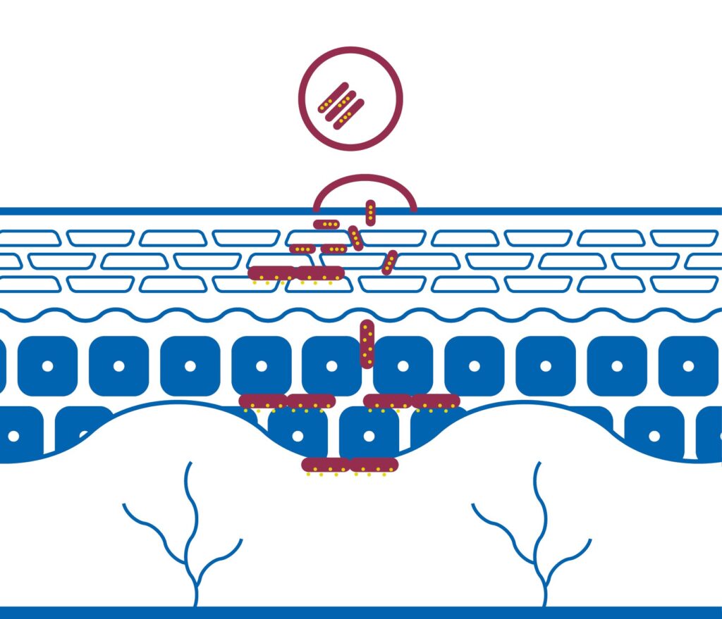piel3 Skin with Bicosome technology to epidermis and Dermis