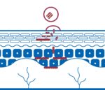 piel3 Skin with Bicosome technology to epidermis and Dermis